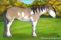 Horse Color:Bay Dun Splash
