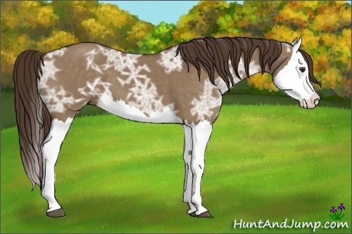 Horse Color:Liver Red Dun Ice Splash 