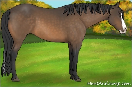 Horse Color:Buckskin Splash Rabicano