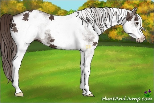 Horse Color:White Spotted Liver Chestnut Sabino 