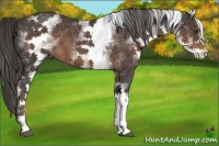 Horse Color:White Spotted Liver Chestnut