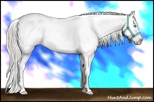 Horse Color:White Spotted Chocolate Palomino Pearl Appaloosa