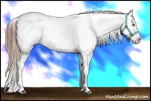 Horse Color:White Spotted Liver Chestnut Pearl Blanket
