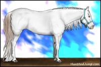 Horse Color:White Spotted Liver Chestnut Pearl Blanket