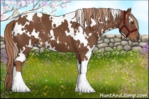 Horse Color:White Spotted Chestnut 