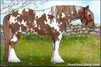 Horse Color:White Spotted Chestnut