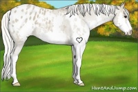 Horse Color:White Spotted Silver Grullo Roan Splash Appaloosa 