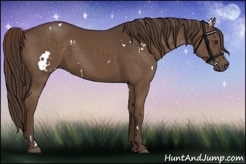 Horse Color:White Spotted Liver Chestnut