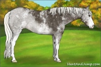 Horse Color:White Spotted Liver Chestnut 