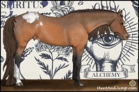 Horse Color:Buckskin Appaloosa