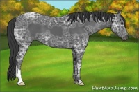 Horse Color:Smoky Black Ice 