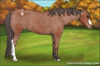 Horse Color:Bay Appaloosa 