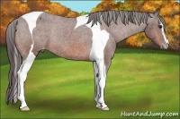 Horse Color:Bay Sabino Tobiano Appaloosa Rabicano