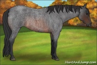 Horse Color:Brown Roan Rabicano 