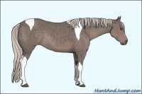Horse Color:Silver Black Tobiano 