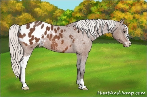 Horse Color:Silver Bay Sabino Appaloosa 
