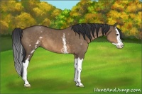 Horse Color:White Spotted Brown Dun Splash 