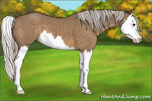 Horse Color:Silver Brown Dun Splash 