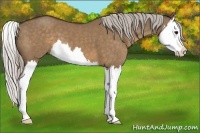 Horse Color:Silver Brown Dun Splash