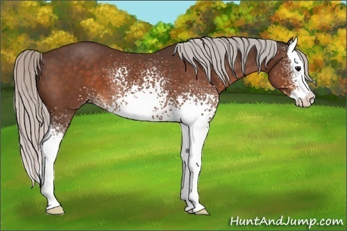 Horse Color:White Spotted Silver Bay Splash