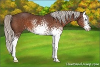 Horse Color:White Spotted Silver Bay Splash