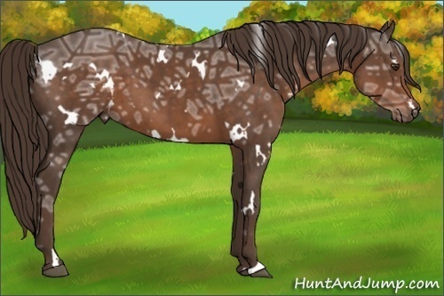 Horse Color:White Spotted Liver Chestnut Ice 