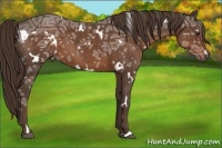 Horse Color:White Spotted Liver Chestnut Ice 