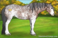Horse Color:White Spotted Bay 