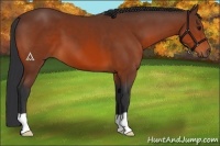 Horse Color:Bay 