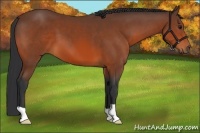 Horse Color:Bay 