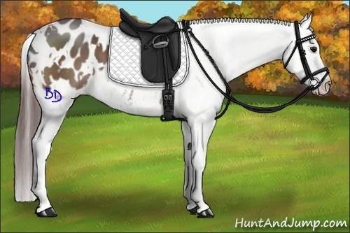 Horse Color:White Spotted Bay Appaloosa 
