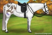 Horse Color:White Spotted Bay Appaloosa 