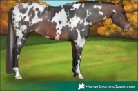Horse Color:White Spotted Bay Blanket
