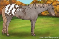 Horse Color:Liver Chestnut Appaloosa 
