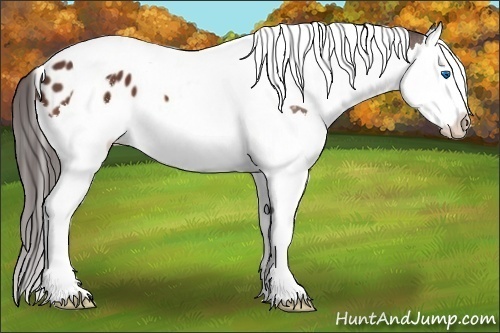 Horse Color:Bay Sabino Splash Tobiano Appaloosa 
