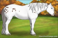 Horse Color:Bay Sabino Splash Tobiano Appaloosa 