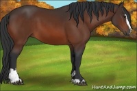 Horse Color:Bay Sabino