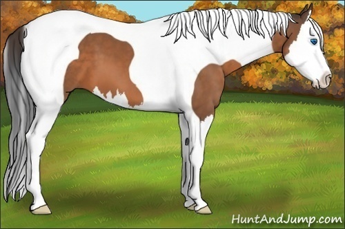 Horse Color:Buckskin Splash Tobiano 