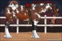 Horse Color:White Spotted Bay 