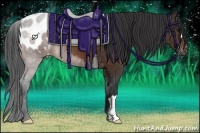 Horse Color:Bay Appaloosa