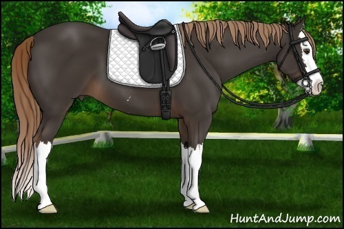 Horse Color:Liver Chestnut Sabino Splash 