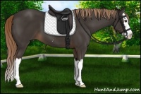 Horse Color:Liver Chestnut Sabino Splash 