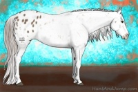 Horse Color:Chocolate Palomino Appaloosa Rabicano