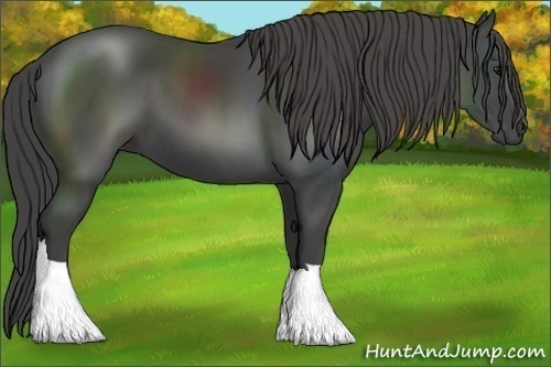 Horse Color:Smoky Black 