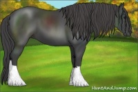 Horse Color:Smoky Black 