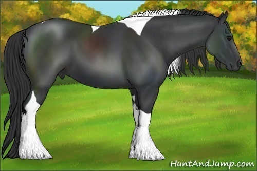Horse Color:Black Tobiano 