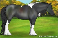 Horse Color:Black Tobiano 
