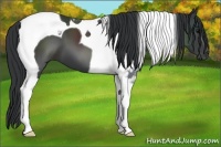 Horse Color:Black Tobiano 