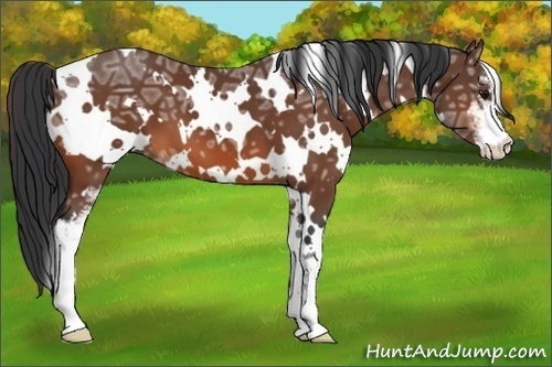 Horse Color:White Spotted Bay Ice Sabino 