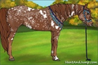 Horse Color:White Spotted Chestnut Ice 